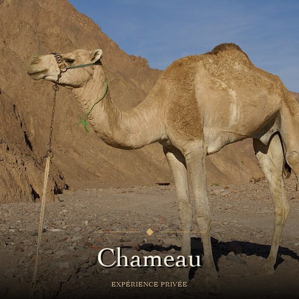 Camel ride